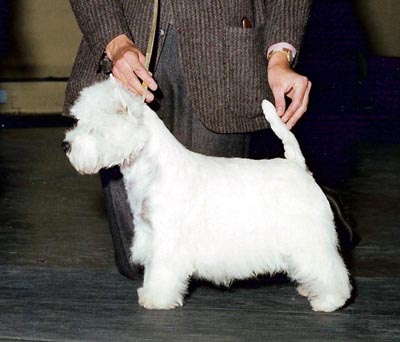 Bute Show Dog