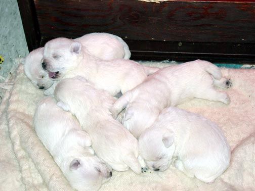 West_Highland_White_Terrier_litter.jpg