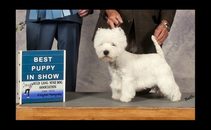 Best Puppy in Show