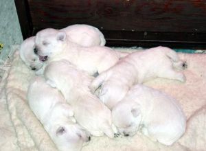 West Highland White Terrier litter.jpg