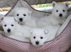 puppies-basket.jpg