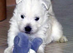 West Highland White Terrier puppy with toy.jpg