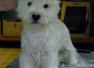 West Highland White Terrier on rug.jpg