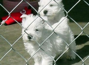 West Highland White Terrier puppies playing.jpg