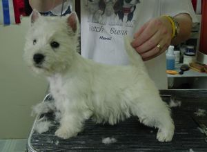 West Highland White Terrier-puppy.jpg