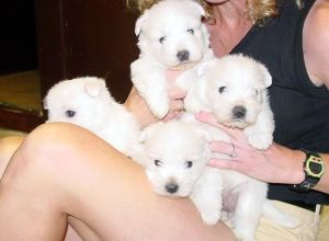 West Highland White Terrier puppies.jpg