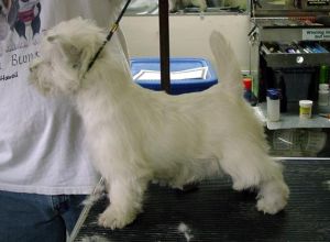 West Highland White Terrier on scale.jpg