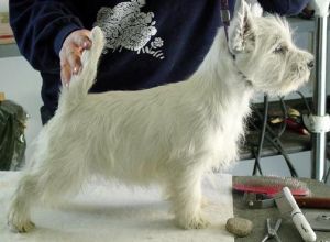 West Highland White Terrier on table.jpg